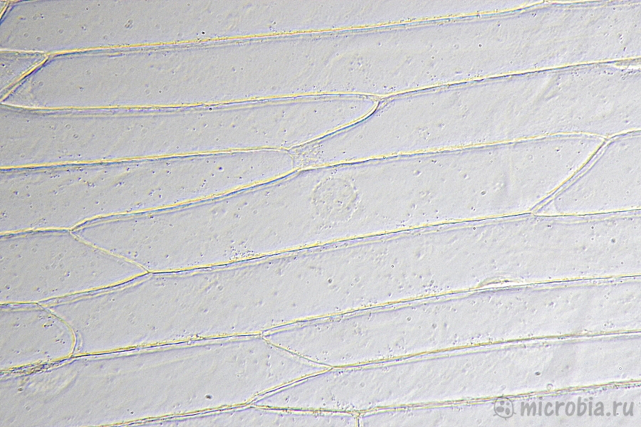 клетки лука под микроскопом без окраски 400x onion cells under microscope no stain