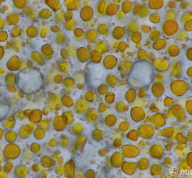 авокадо под микроскопом окраска судааном 200x