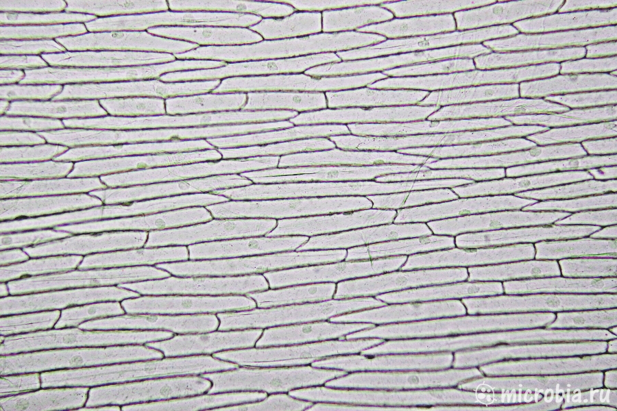 клетки лука под микроскопом без окраски 100x