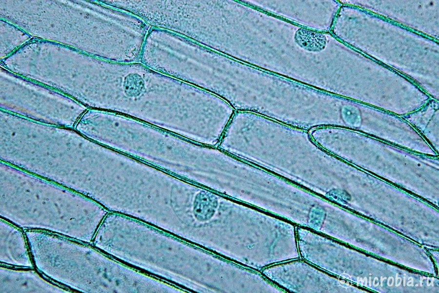 клетки лука под микроскопом зеленка 100x onion cells under microscope brilliant green