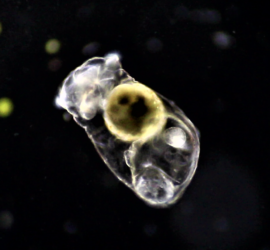коловратка аспланхна (rotifer Asplanchna)