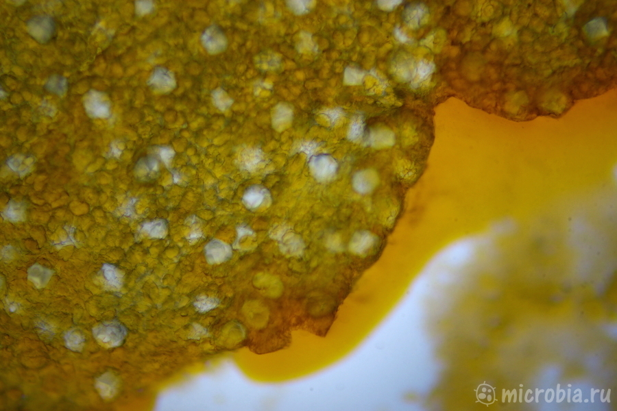 масло в клетках авокадо под микроскопом, oil in avocado cells
