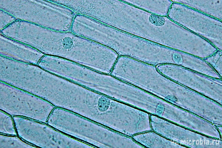 Пленка лука под микроскопом фото