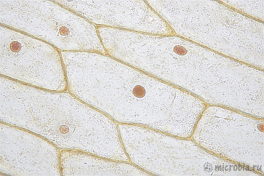 клетки лука под микроскопом йод 400x onion cells under microscope iodine