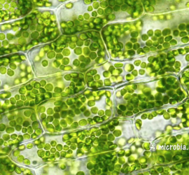 клетки элодеи под микроскопом. видны хлоропласты